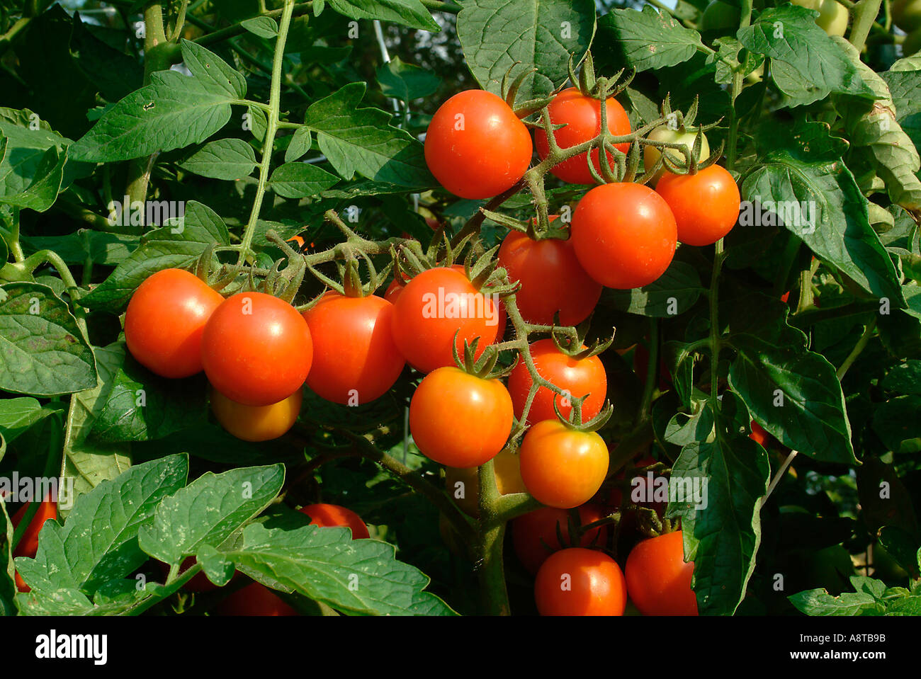 Cherry-Tomaten am Rebstock Stockfoto