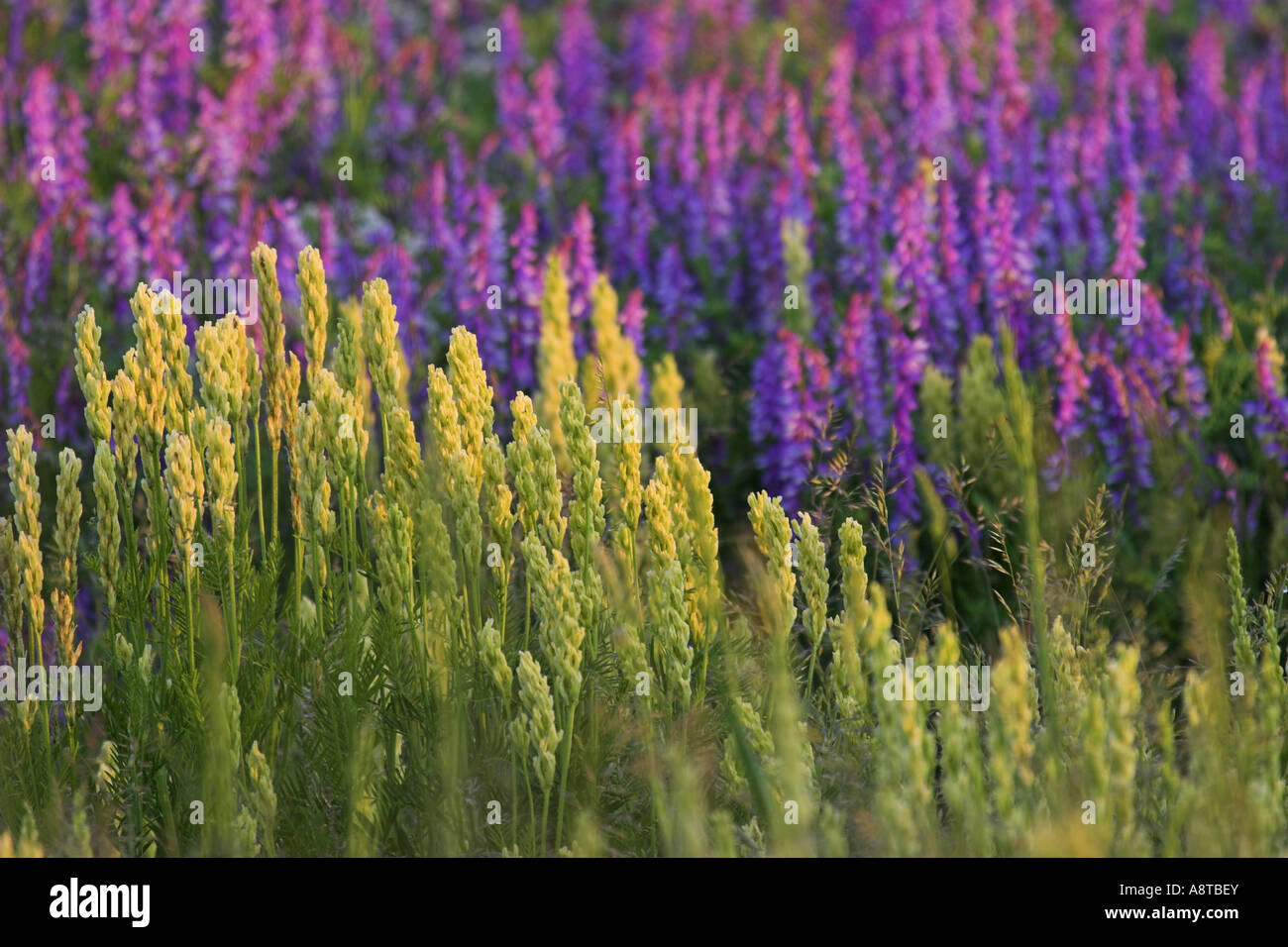 Tragant, Milch-Wicke (Astragalus Asper), vor der Blüte Wicken (Vicia Tenuifolia), Österreich, Burgenland, NP Neusiedler Stockfoto