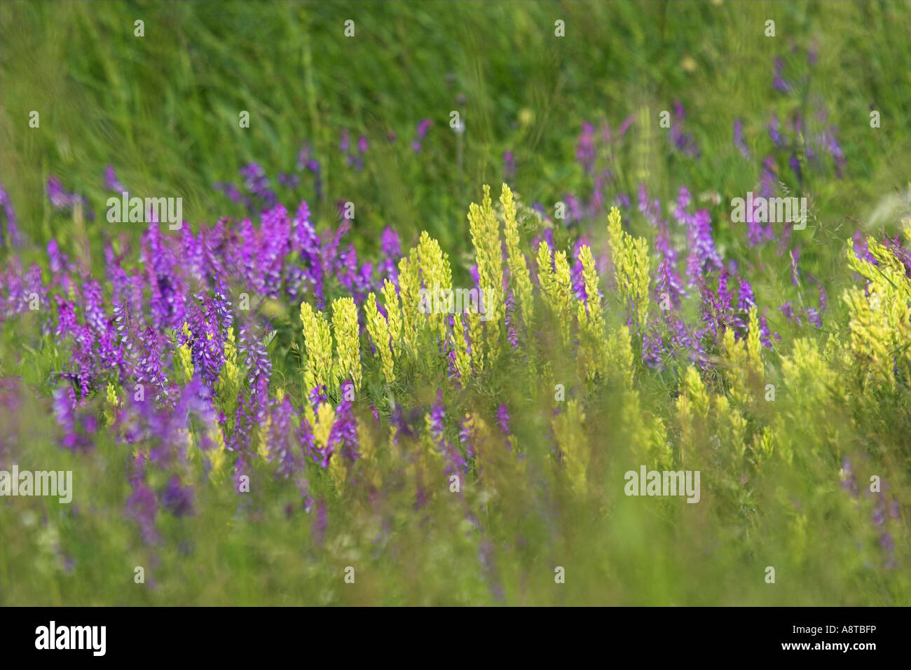 Tragant, Milch-Wicke (Astragalus Asper) und Vicia Tenuifolia, Österreich, Burgenland, NP Neusiedler See Stockfoto