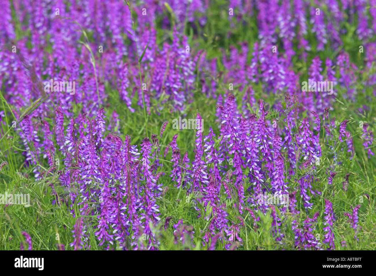 Bramble Wicke (Vicia Tenuifolia), viele, Österreich, Burgenland, NP Neusiedler See Stockfoto