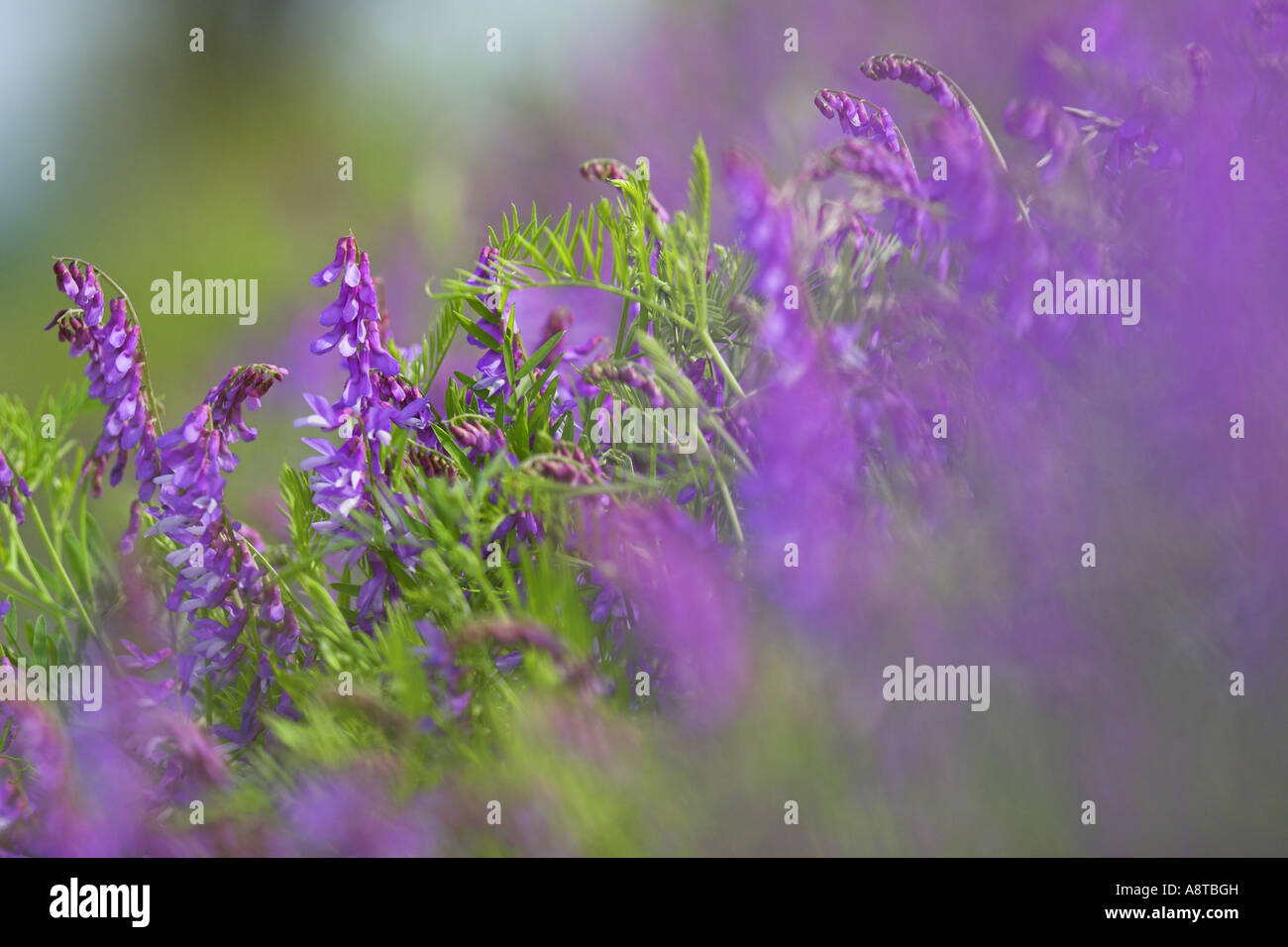 Bramble Wicke (Vicia Tenuifolia), blühen, Österreich, Burgenland, NP Neusiedler See Stockfoto