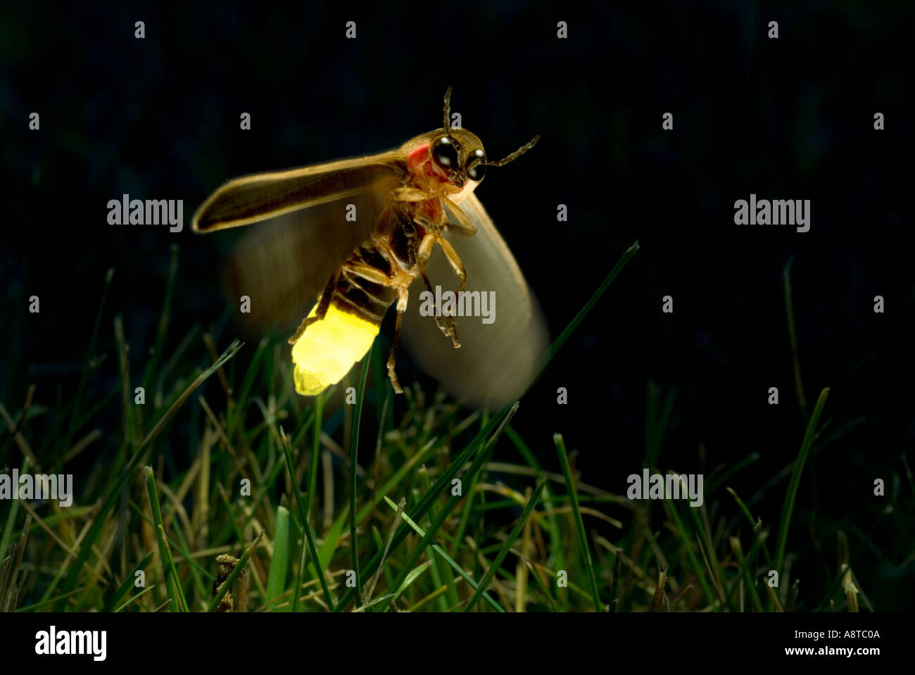 Firefly Twilight Flug Stockfoto