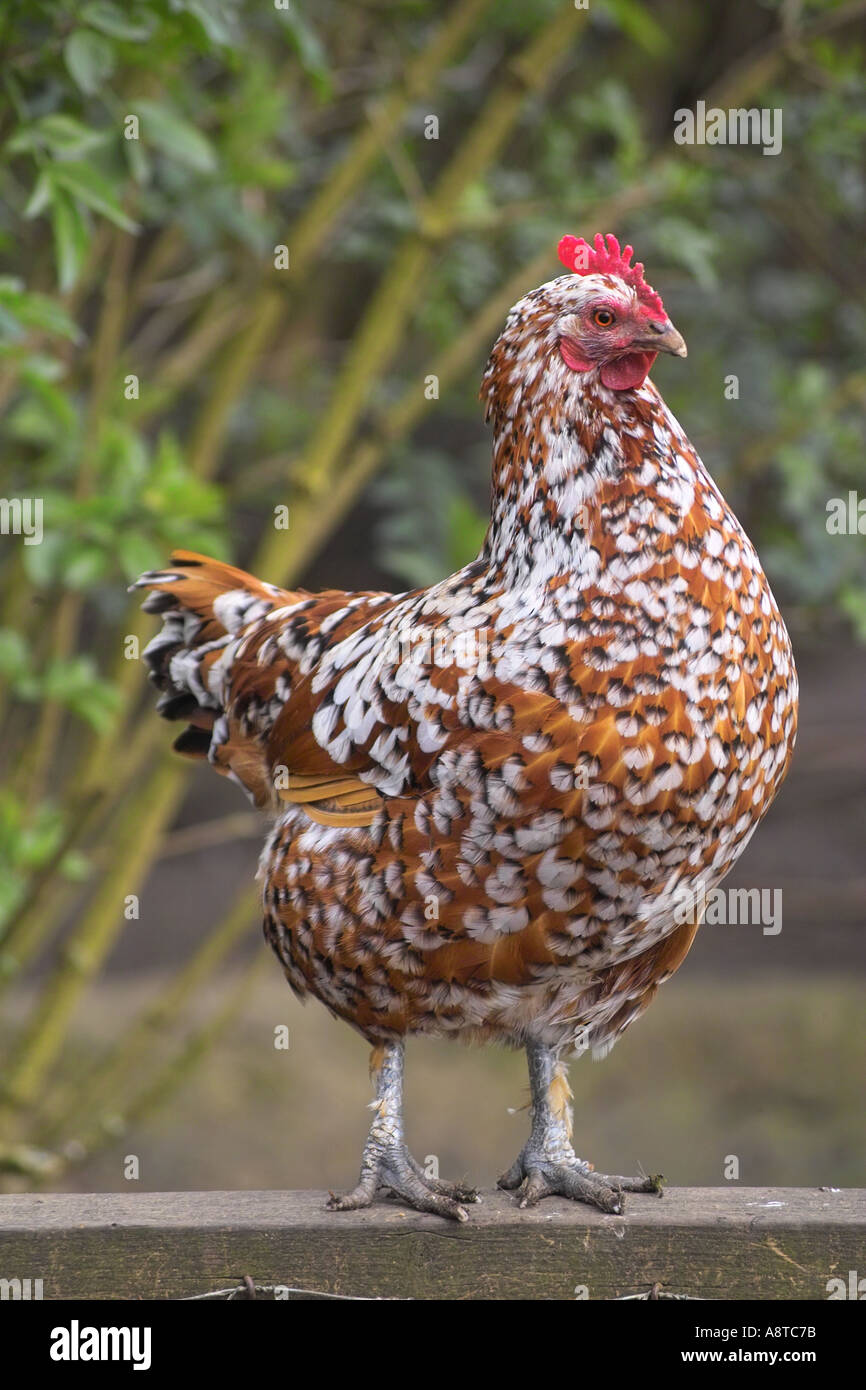 Blau gesprenkelt Orpington-Henne Stockfoto