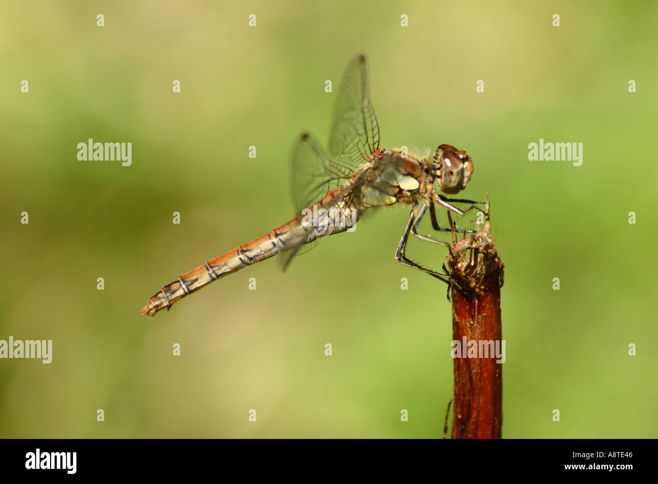 Gemeinsame Darter Sympetrum striolatum Stockfoto