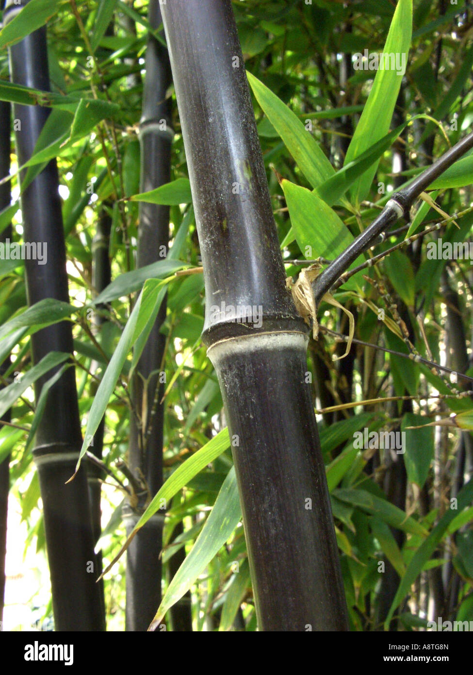 Schwarzer Bambus, Riesenbambus Balck (Phyllostachys Nigra), Sprossen  Stockfotografie - Alamy