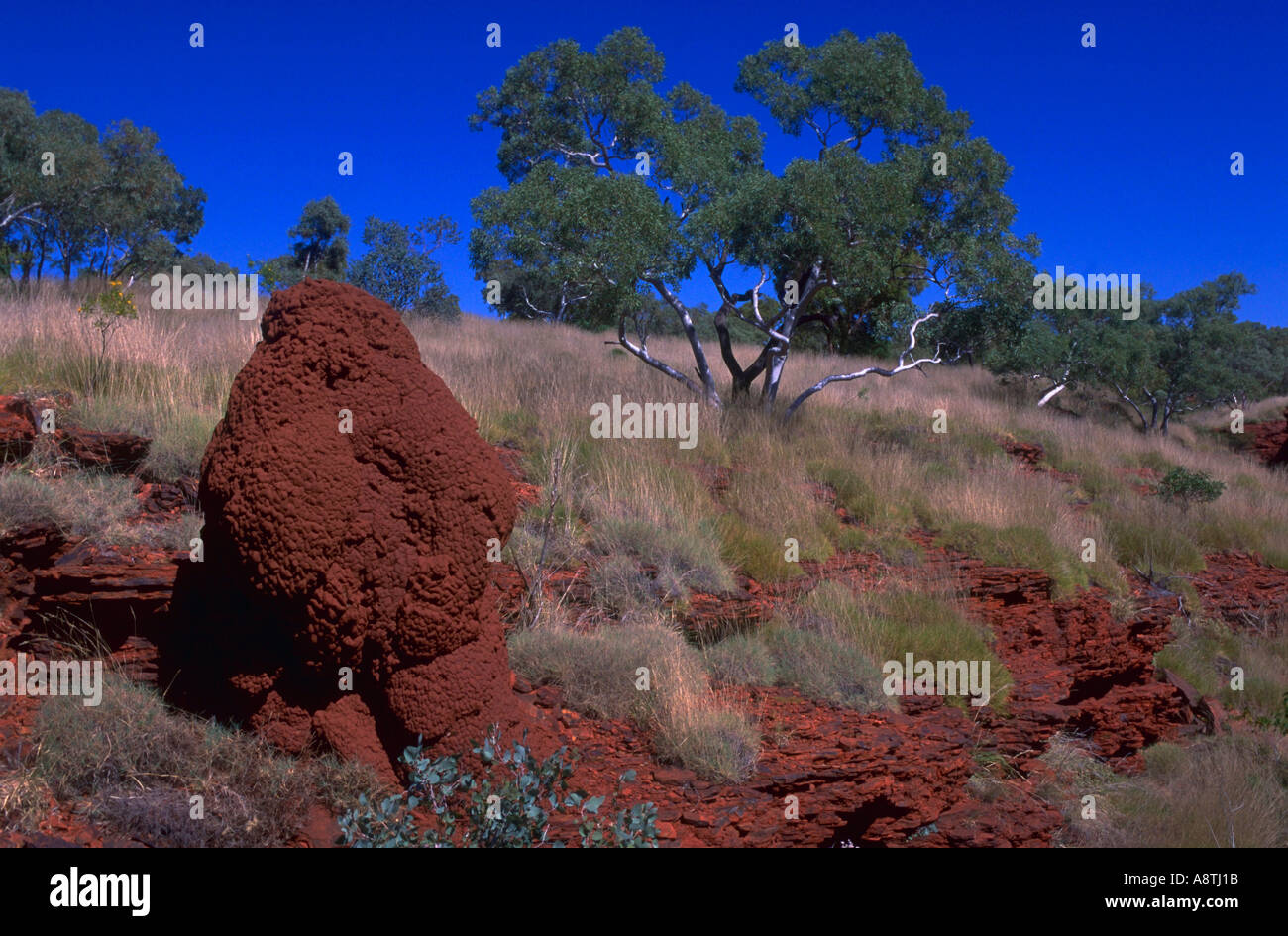 Termite Hügel auf einem Hain von Snappy Eukalyptusbäumen im Karijini National Park in der Pilbara-Region von Western Australia Australien Stockfoto