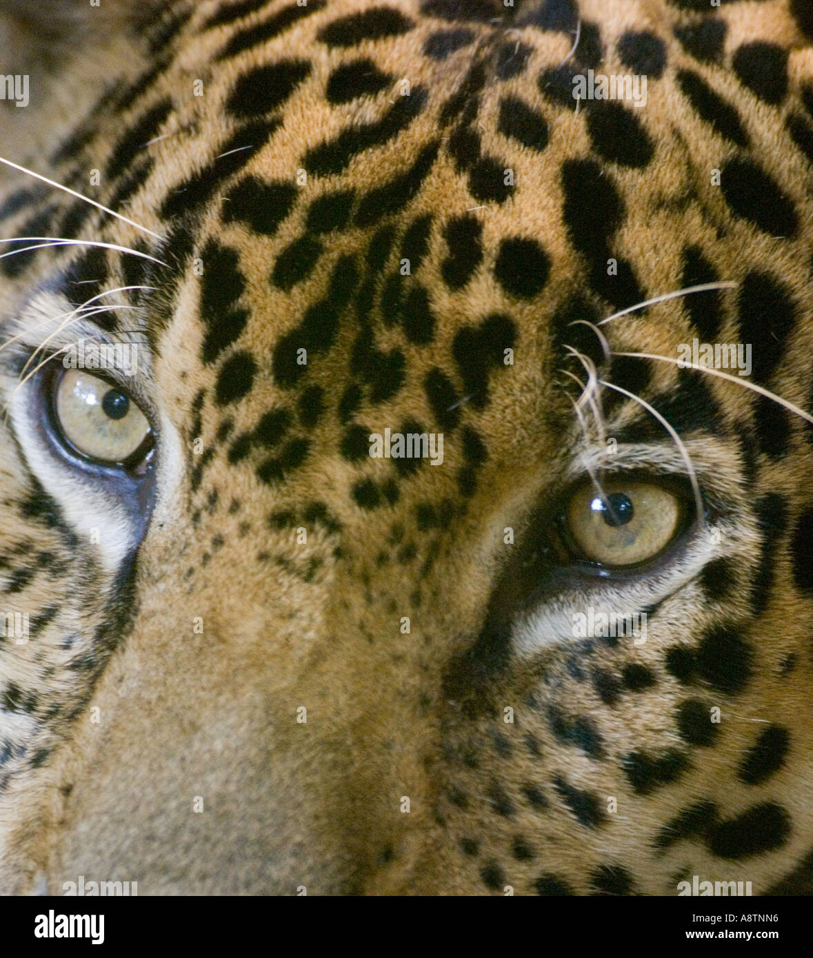 Jaguar in Gefangenschaft Panama Stockfoto
