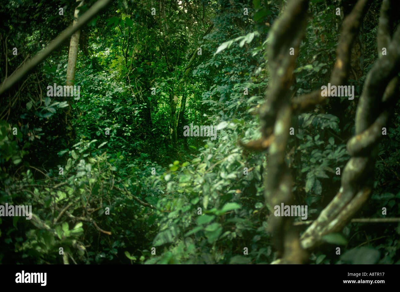 Dschungel-Ghana Stockfoto
