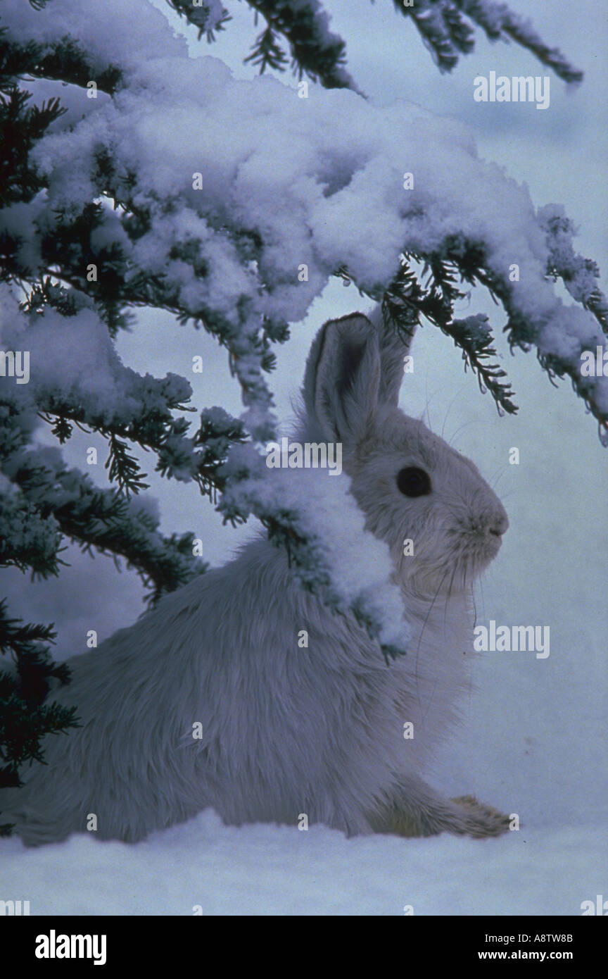 Schneeschuh-Hasen versteckt in Tarnung Wintermantel Stockfoto