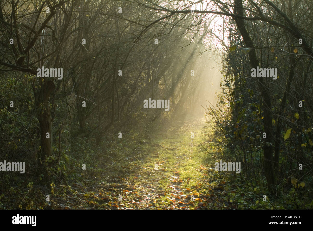 Nebeliger Morgenwanderweg im Waldgebiet Standon East Hertfordshire Stockfoto