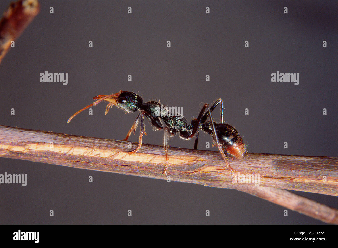 Australiens Tierwelt. Insekt. Bull Ant. Stockfoto