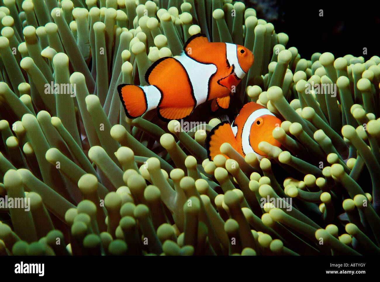 Tierwelt. Fisch. Meer Anenome. Clownfische. Great Barrier Reef. Queensland. Australien. Stockfoto