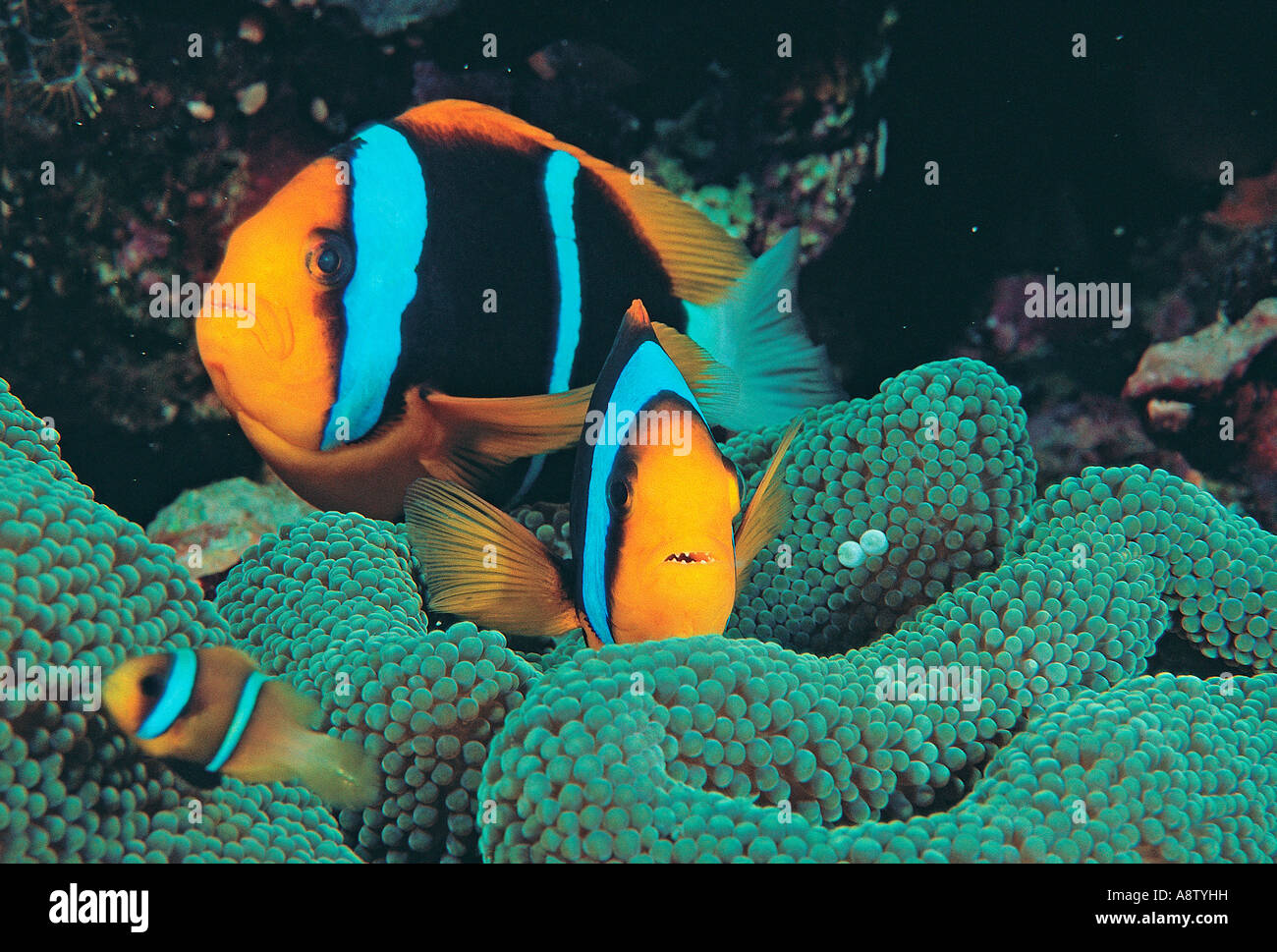 Australien. Queensland. Great Barrier Reef. Zwei-banded Anemonenfisch. (Amphiprion Akindynos) Stockfoto