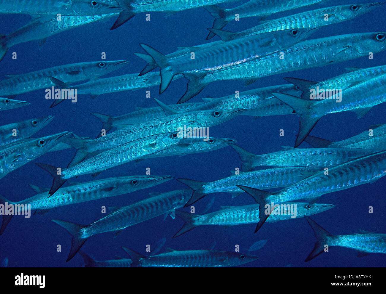 Tierwelt. Fische. . Größten Wackelpudding. Great Barrier Reef. Queensland. Australien. Stockfoto