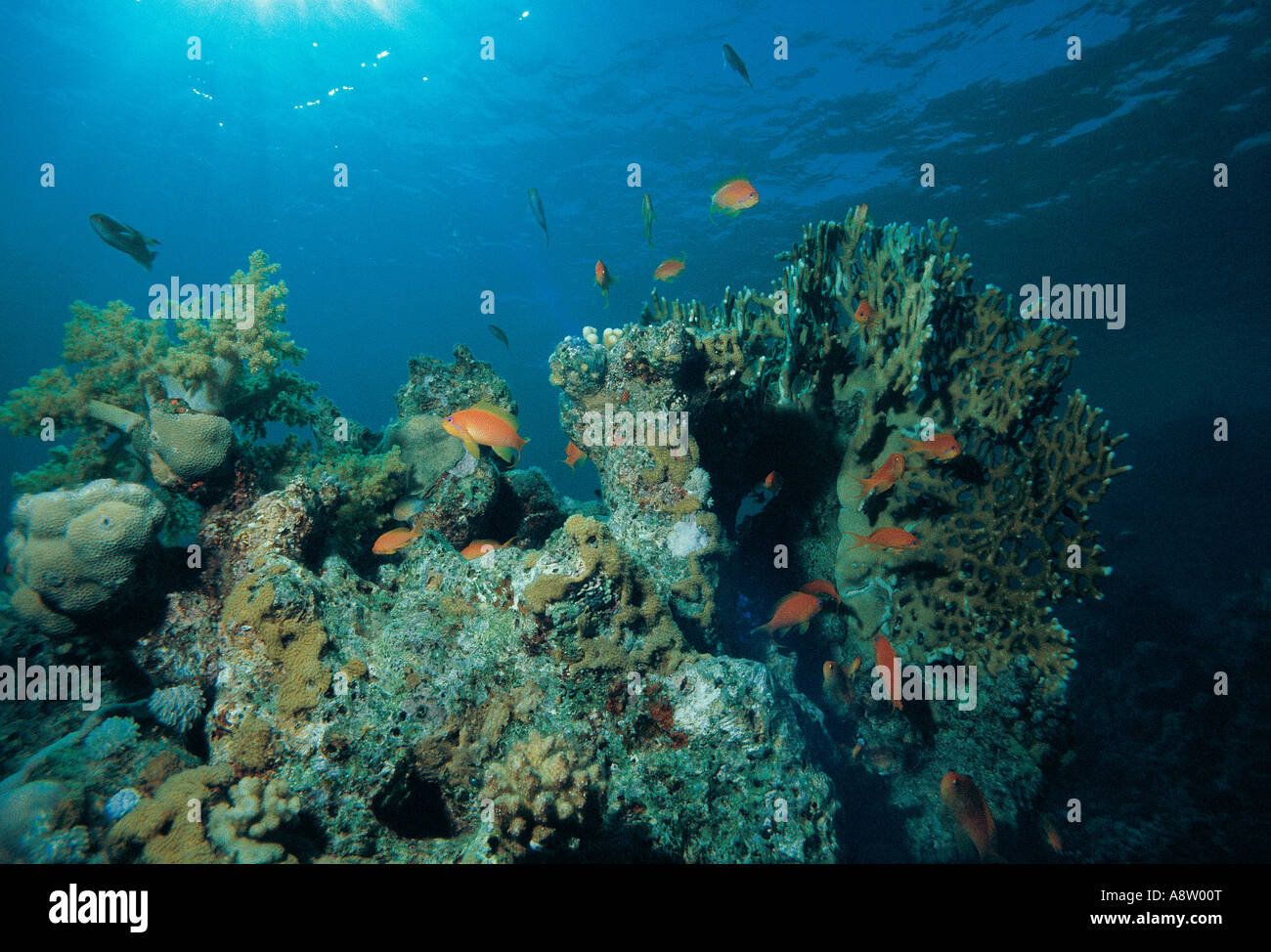 Australien. Queensland. Great Barrier Reef. Coral Reef Unterwasser. Gorgonia Coral (Mopsella Ellisi) und Fische. Stockfoto