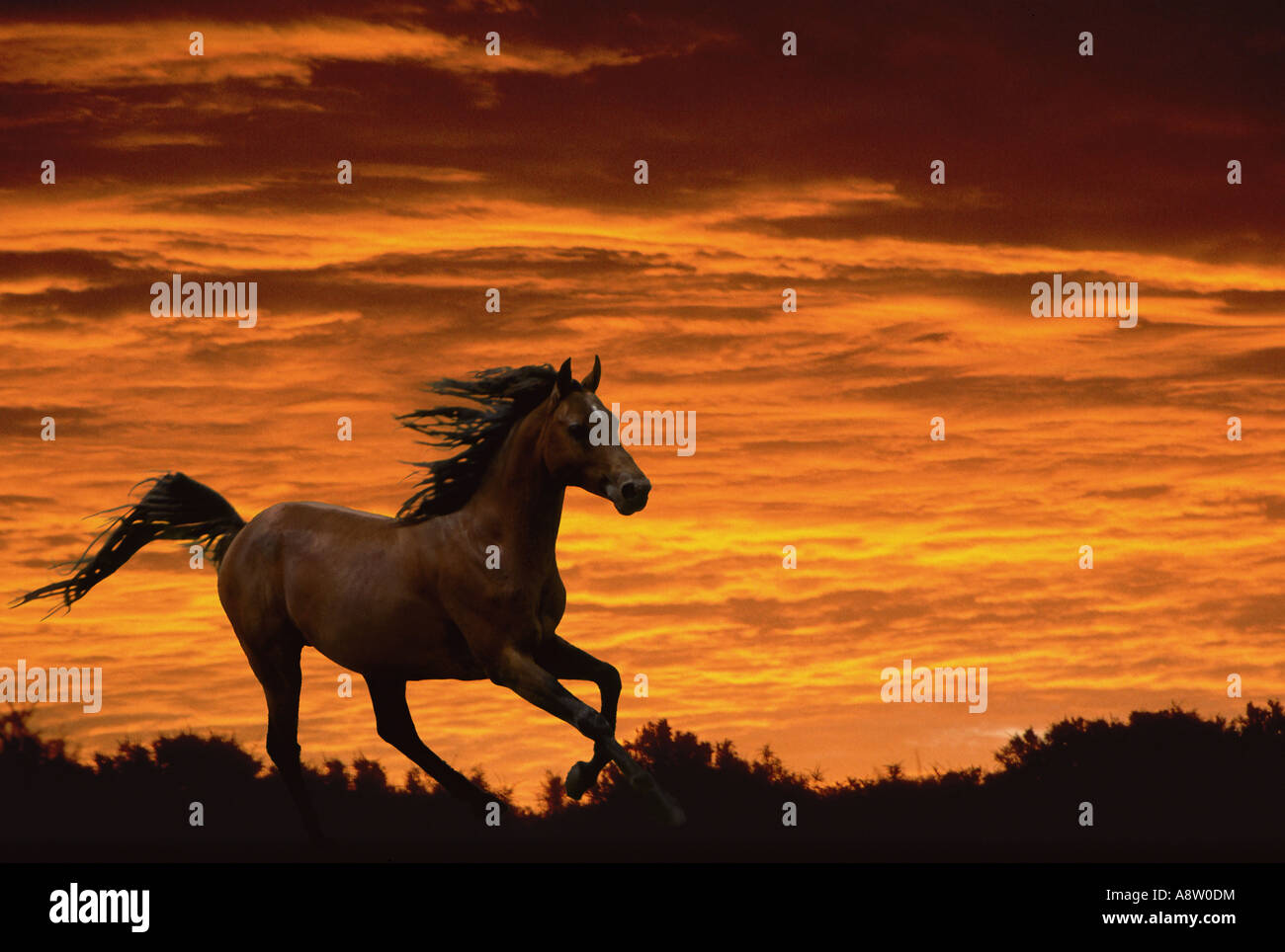 Pferd im Galopp im Sonnenuntergang. Stockfoto