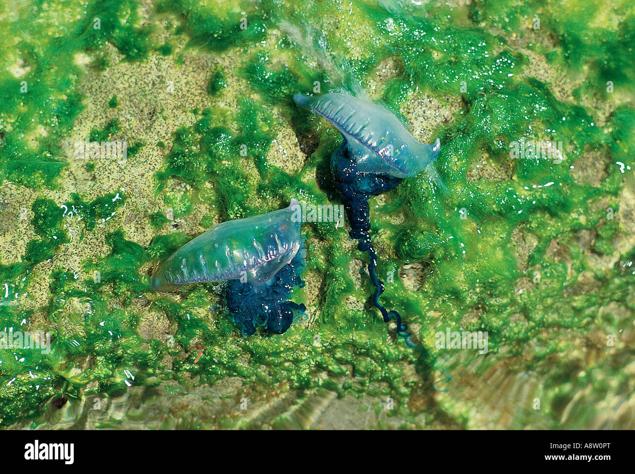 Tierwelt. Seashore. Bluebottle Quallen und Algen. Physalia Utriculus. Pacific Mann des Krieges. Australien Stockfoto