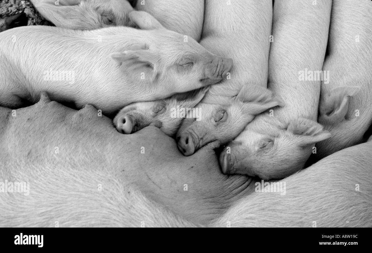 Baby Schweine Ferkel schlafen auf Mutter in einer Zeile Bauernhof Landwirtschaft Stockfoto