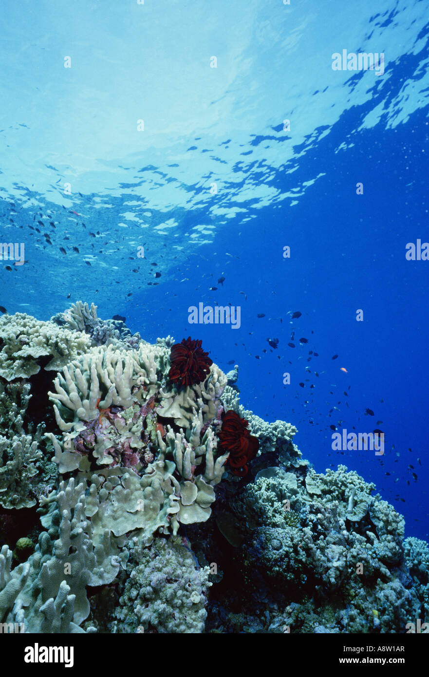 Reisen Korallenriff Papua-Neuguinea Unterwasser Stockfoto