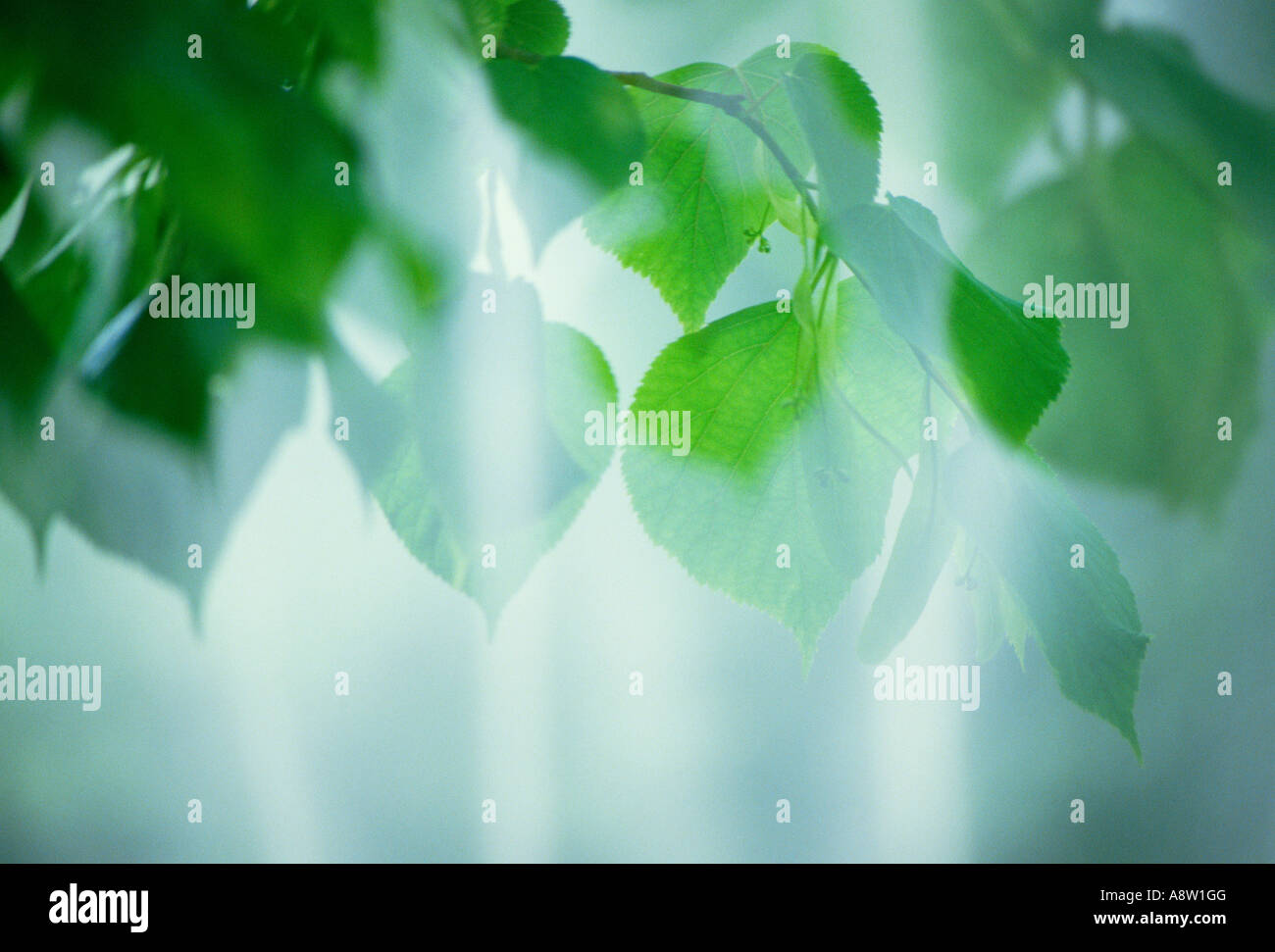 Durchscheinende grüne Blätter. Stockfoto