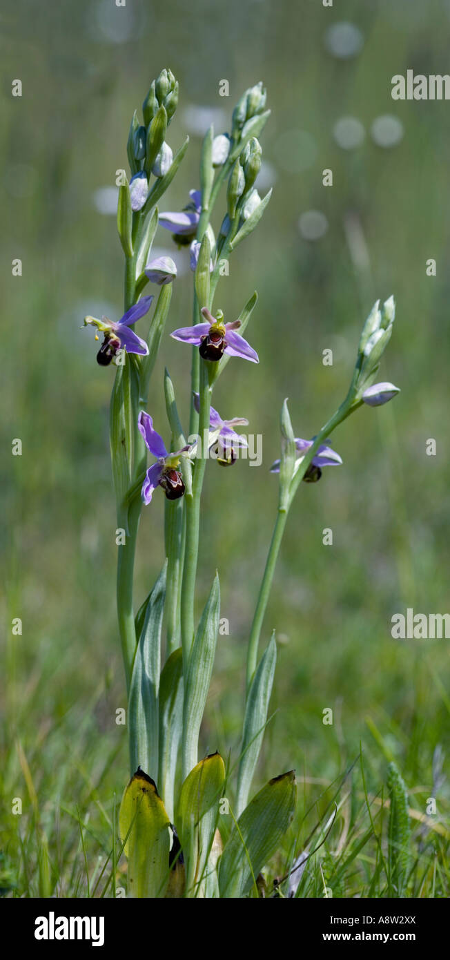 Biene Orchidee (Ophrys Apifera) mit schönen Out-of-Fokus Hintergrund Biggleswade bedfordshire Stockfoto