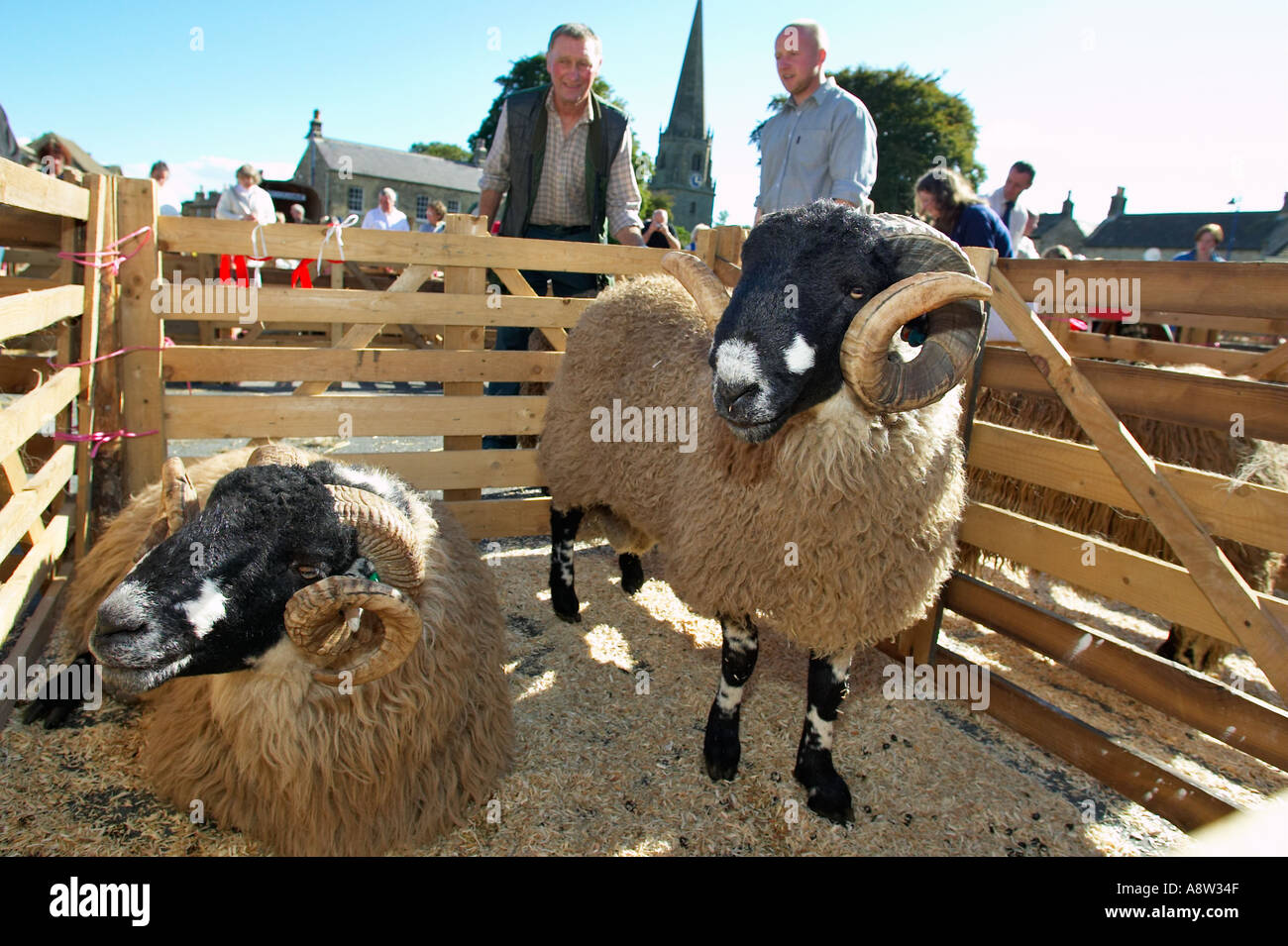 Landwirt wacht über seine Schafe in Masham Schafe Fair Yorkshire England UK Stockfoto