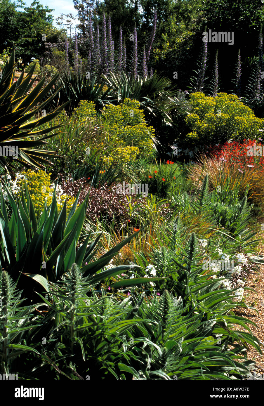 Mediterranen Garten Grenze im Osten Ruston, altes Pfarrhaus, Norfolk Stockfoto