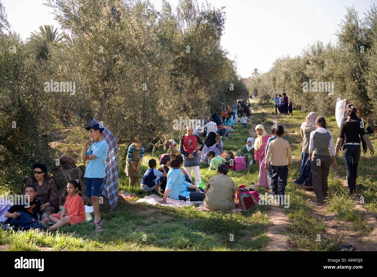 Familien picknicken unter den Olivenbäumen in der Jardin De La Menara Marrakesch Stockfoto