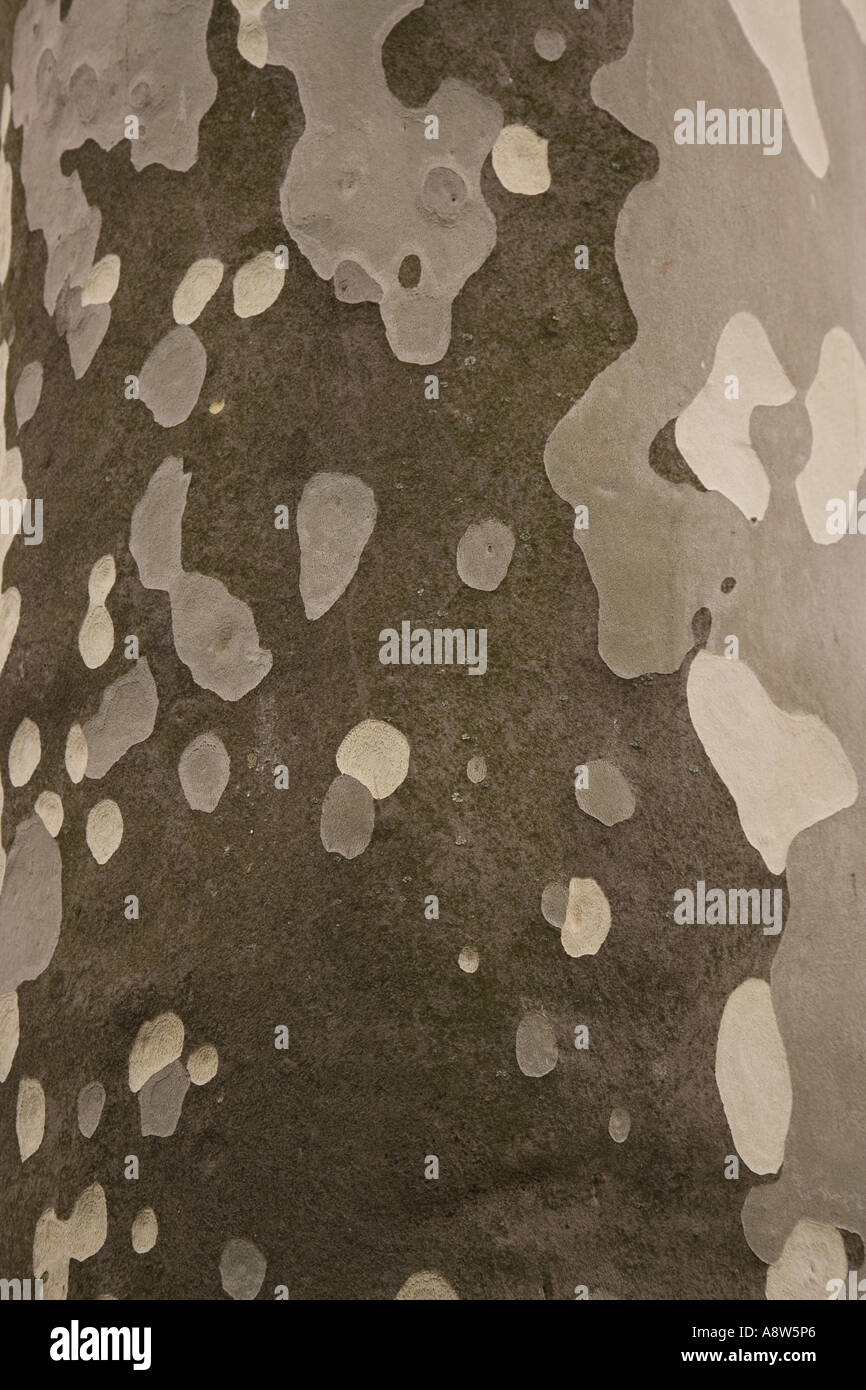 London Plane Tree x Piatanus hispanicus Stockfoto