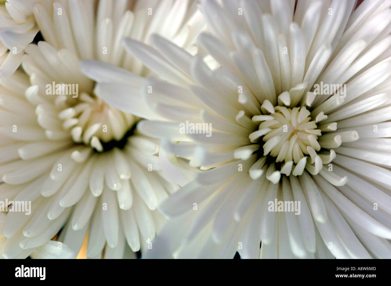 Chrysanthemen design -Fotos und -Bildmaterial in hoher Auflösung – Alamy Chrysanthemen design -Fotos und -Bildmaterial in hoher Auflösung – Alamy