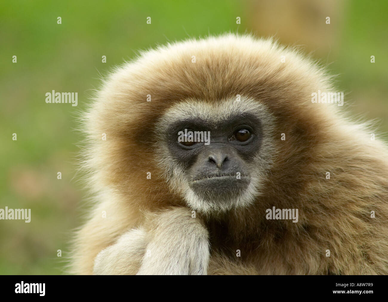 Lar Gibbon (Hylobates lar) direkt in die Kamera schaut Stockfoto