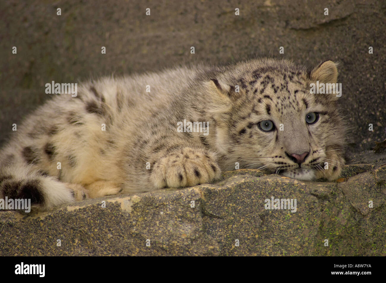 Eine nette junge Snow Leopard Cub (Panthera uncia) ruht auf Felsen - Captive Stockfoto
