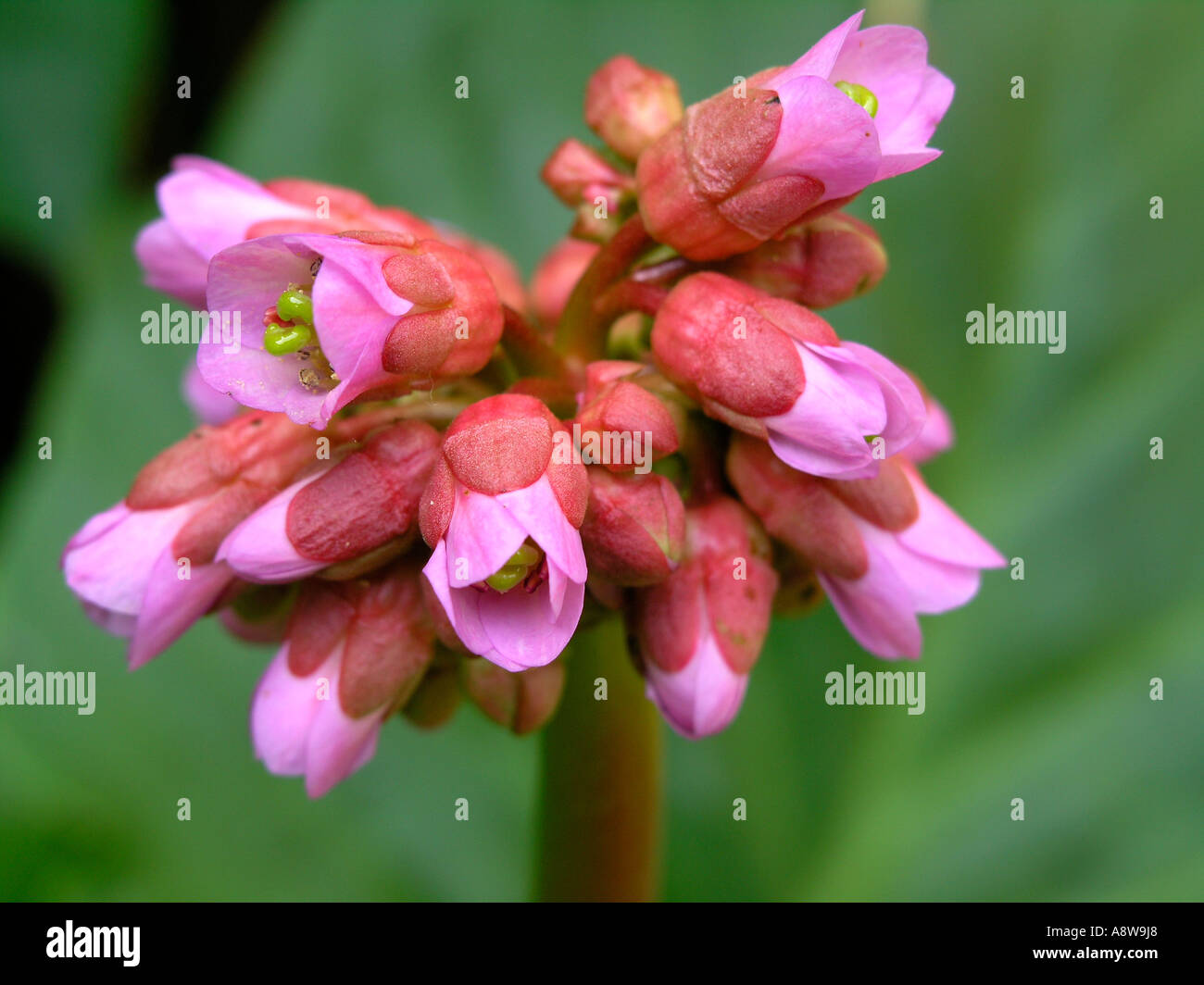 Cordifolia Bergenie in voller Blüte Stockfoto