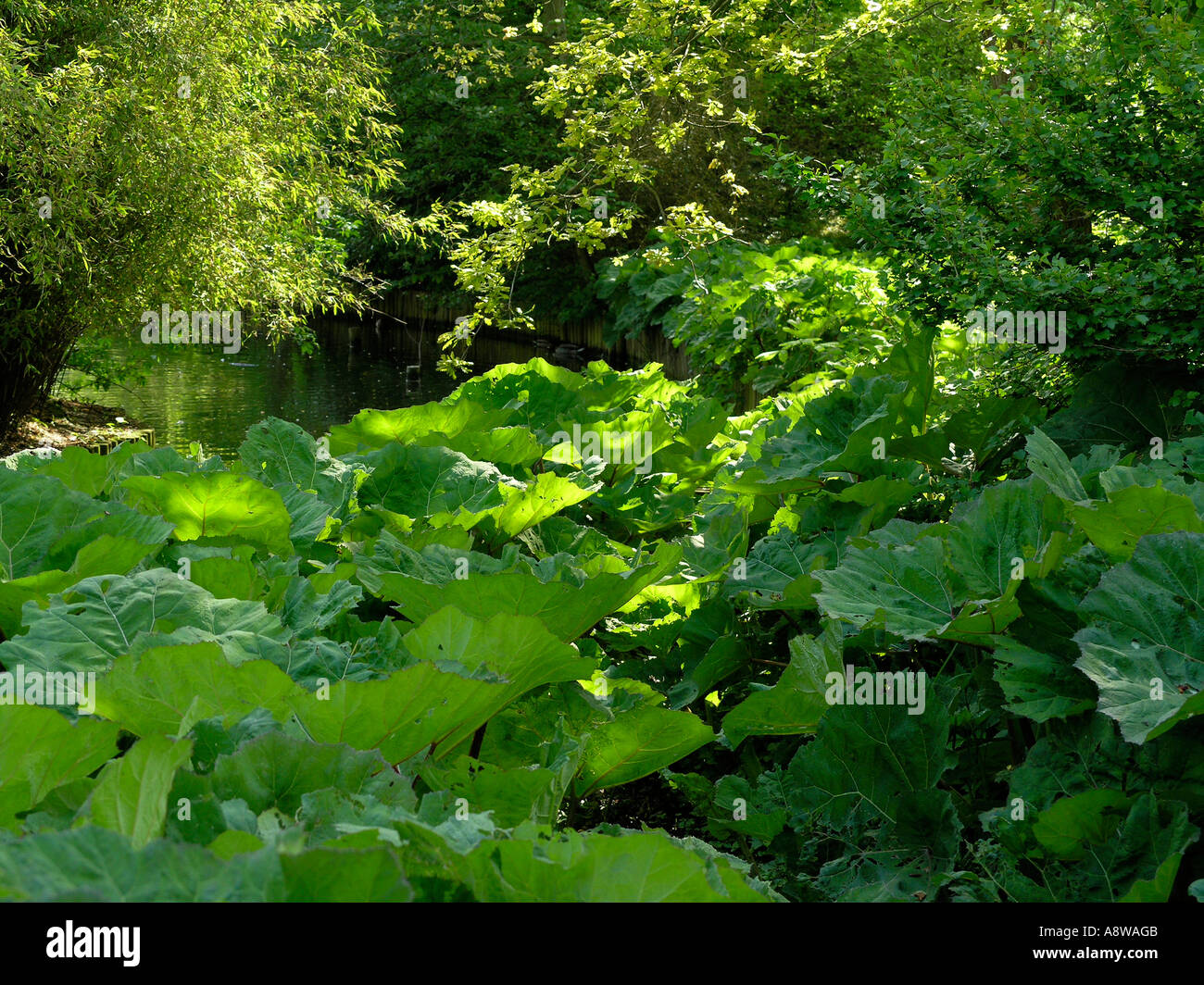 Petasites Hybridus Pestwurz Stockfoto