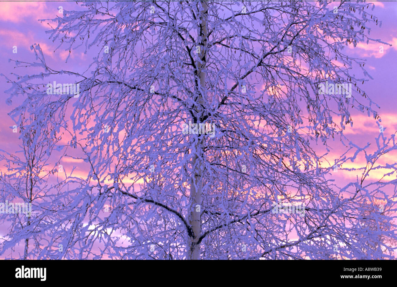 Raureif Baum Sonnenuntergang Fairbanks Alaska Stockfoto