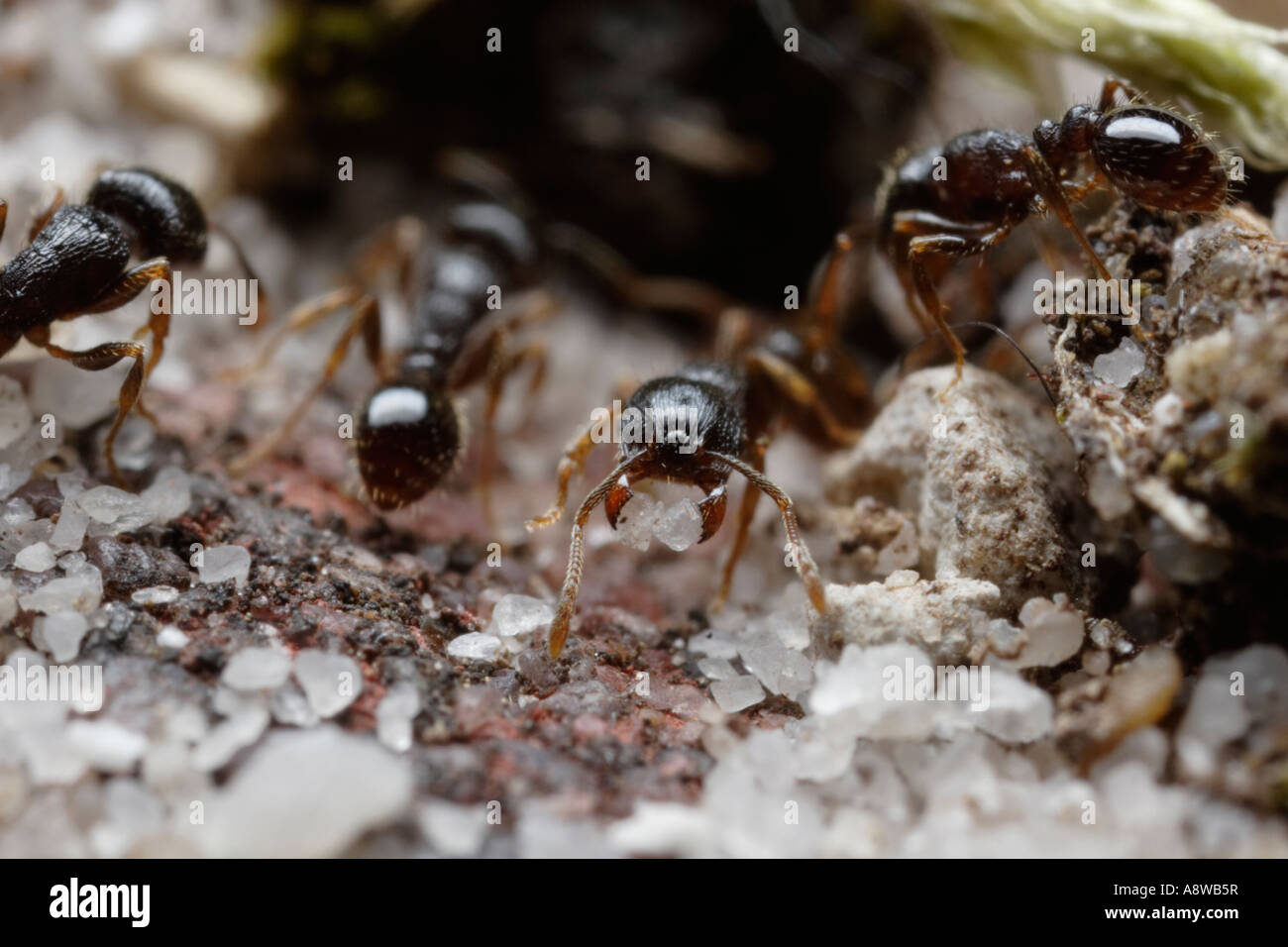 Plasterung Ameise tragen Sand (Tetramorium Caespitum) Stockfoto