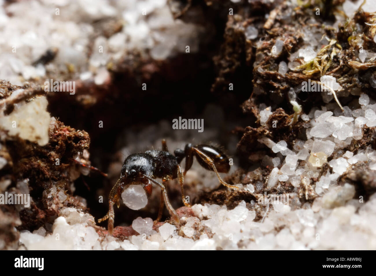Plasterung Ameise tragen Sand (Tetramorium Caespitum) Stockfoto