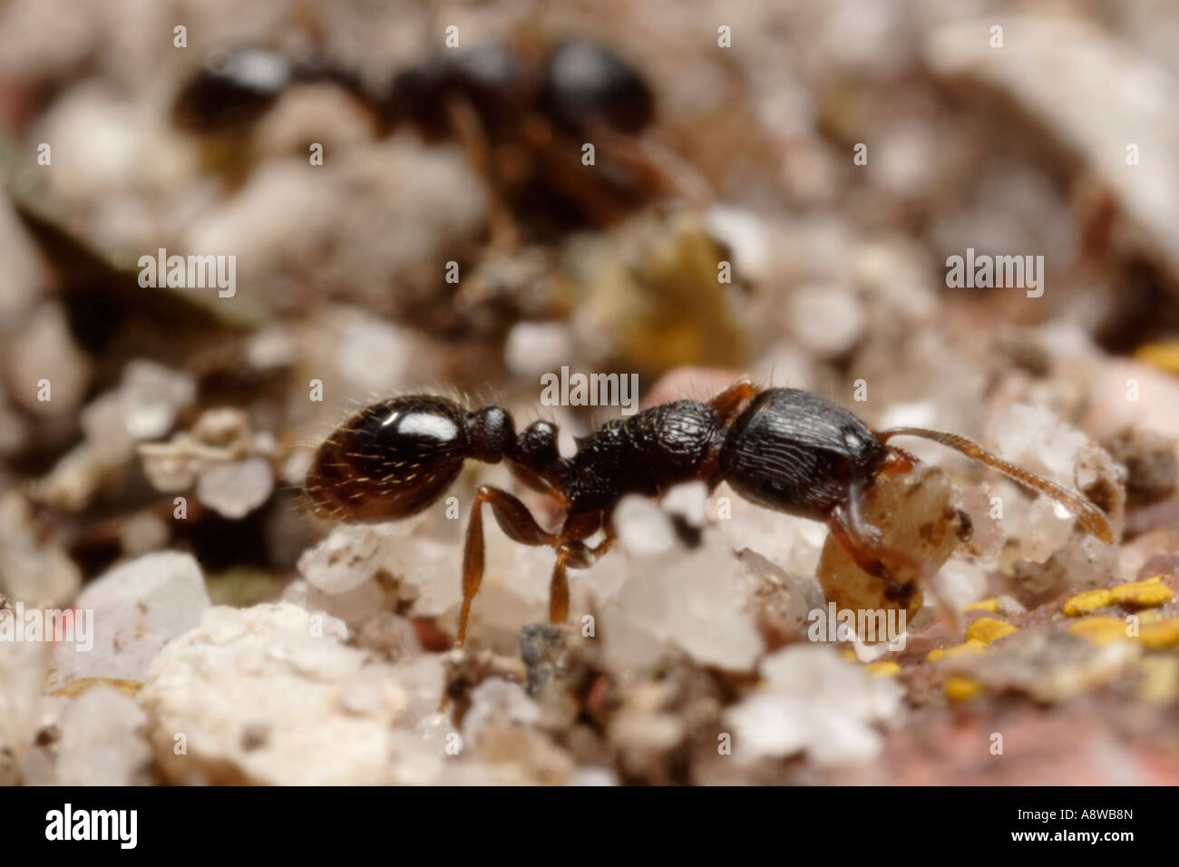 Plasterung Ameise tragen Sandkörner (Tetramorium Caespitum) Stockfoto