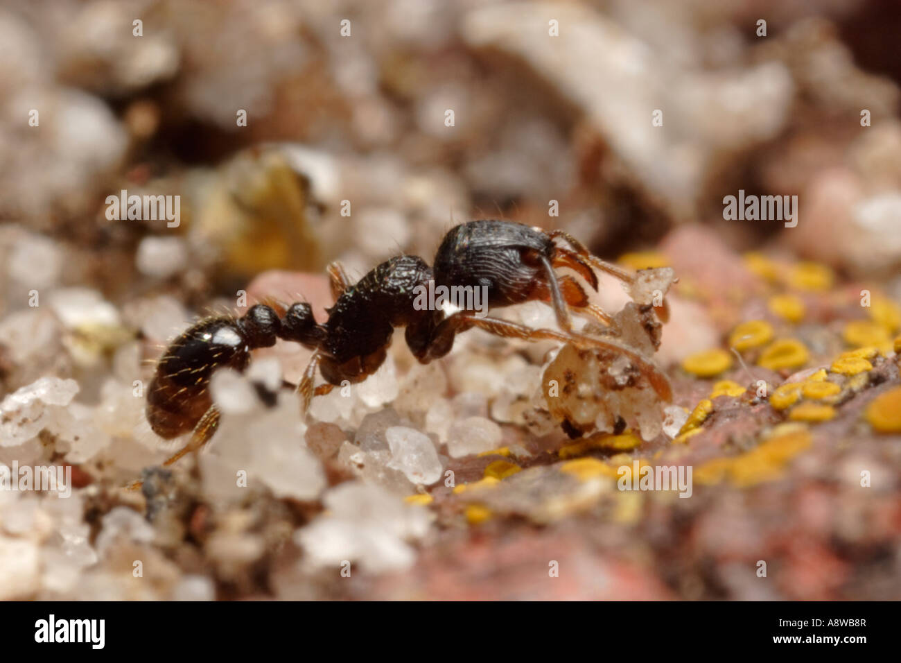 Plasterung Ameise tragen Sandkörner (Tetramorium Caespitum) Stockfoto