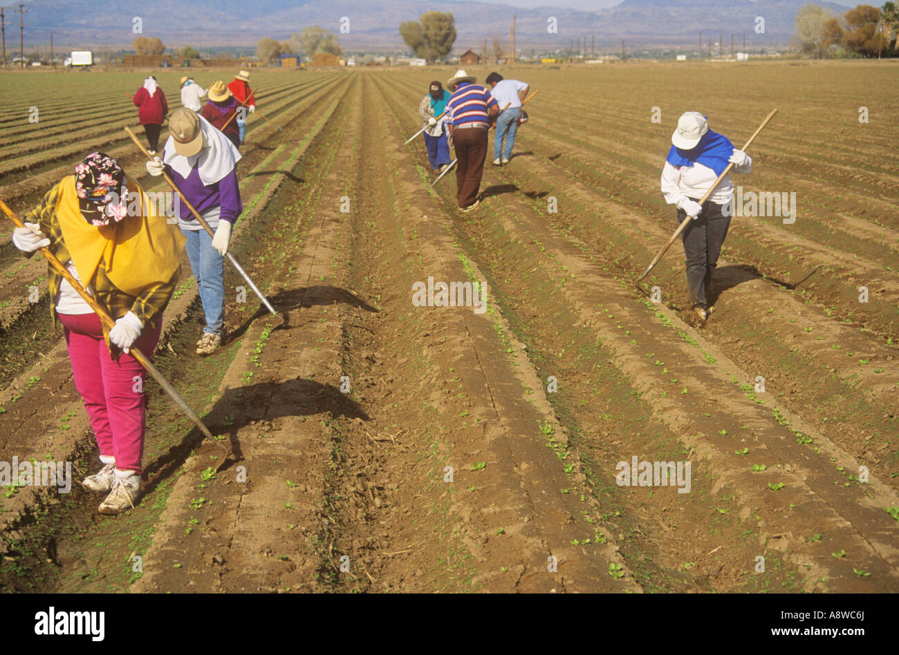 Mexikanische Landarbeiter auf einem großen Anwesen Arizona USA Stockfoto