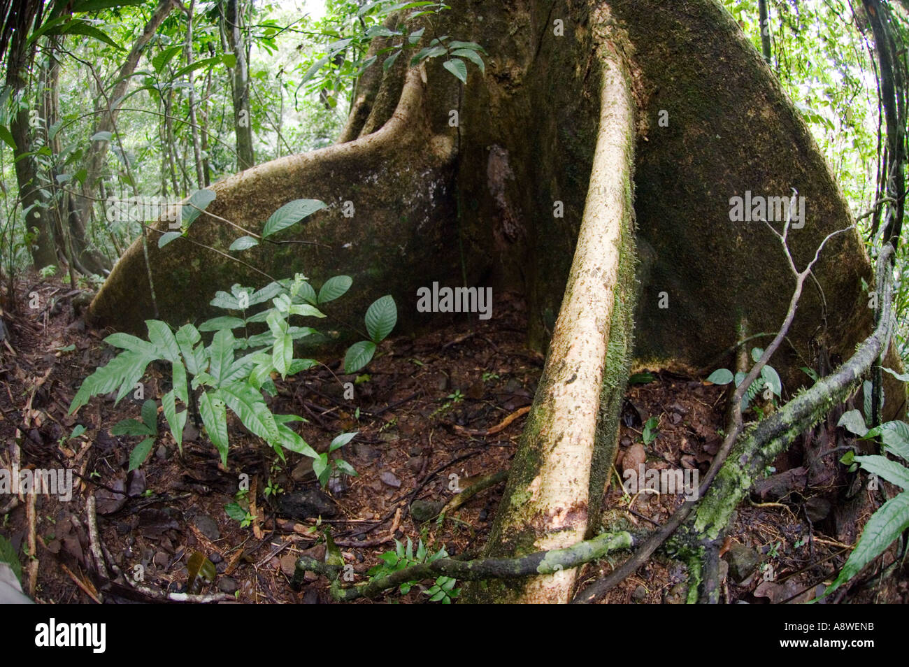 Baum Strebepfeiler - emergent Baum im tropischen Tieflandregenwald Soberiana Nationalpark Panama Stockfoto