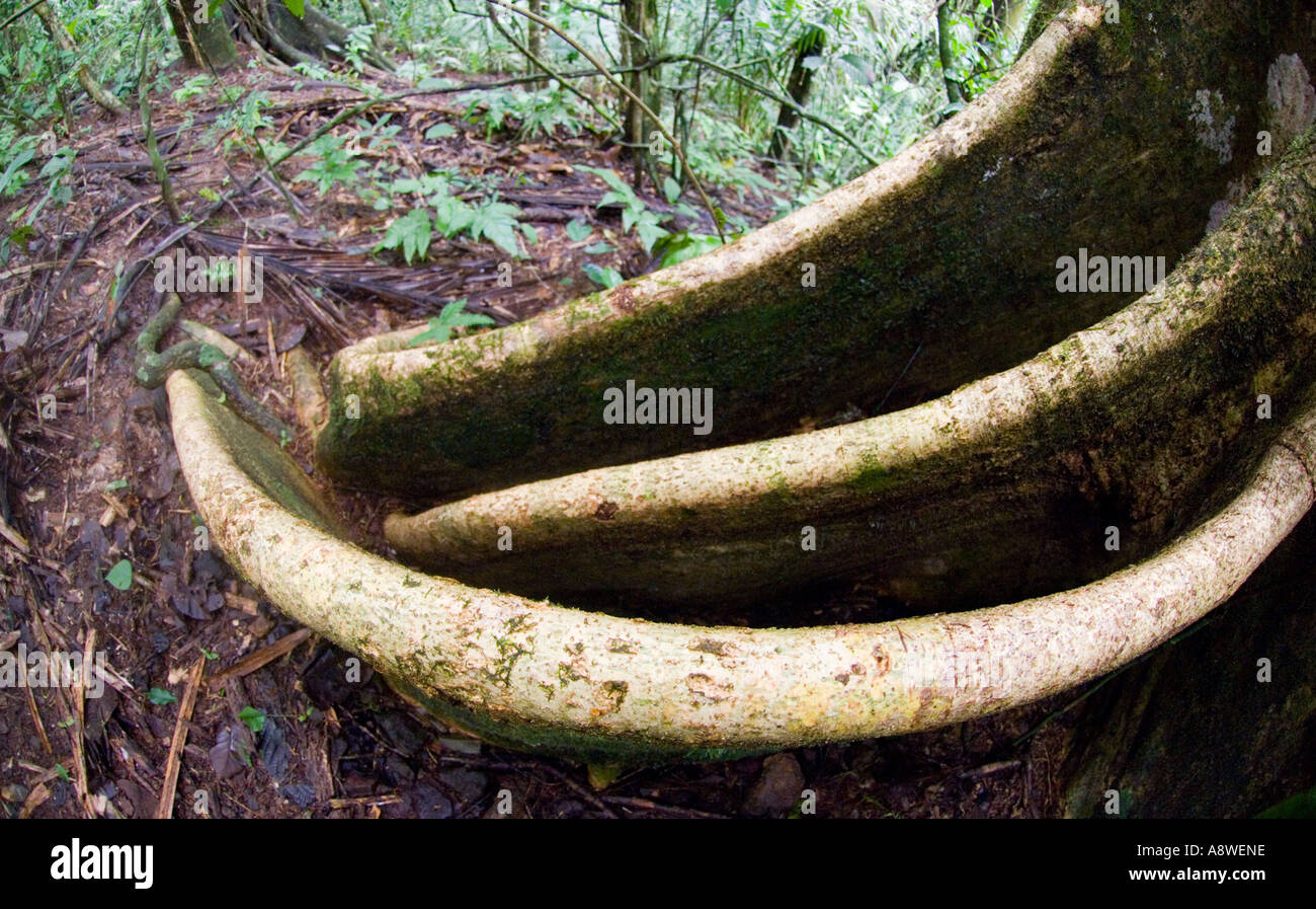 Baum Strebepfeiler - emergent Baum im tropischen Tieflandregenwald Soberiana Nationalpark Panama Stockfoto