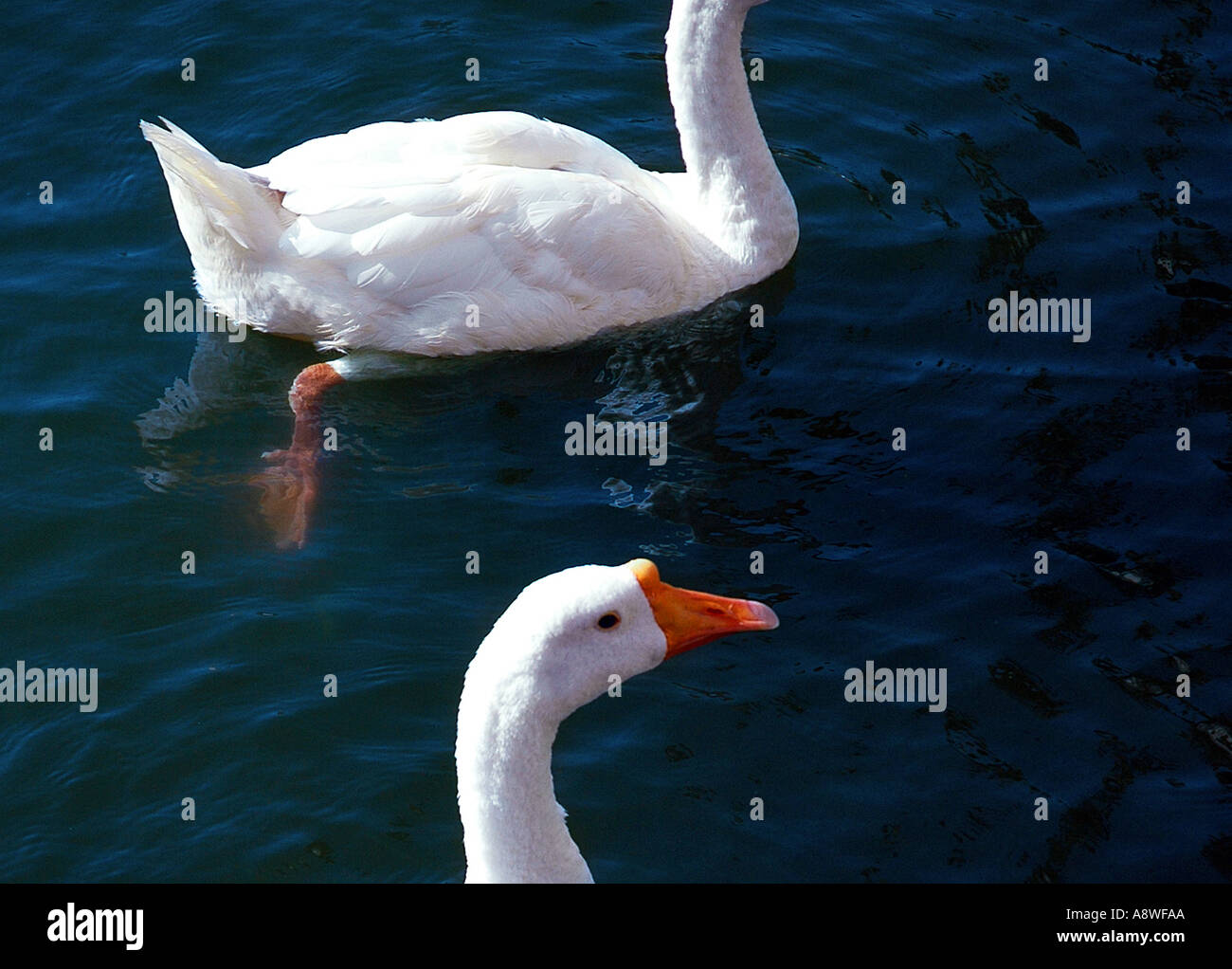SUB90603 zwei weiße Vögel mit rosa Schnabel Enten im Teich schwimmen Stockfoto SUB90603 zwei weiße Vögel mit rosa Schnabel Enten im Teich schwimmen Stockfoto