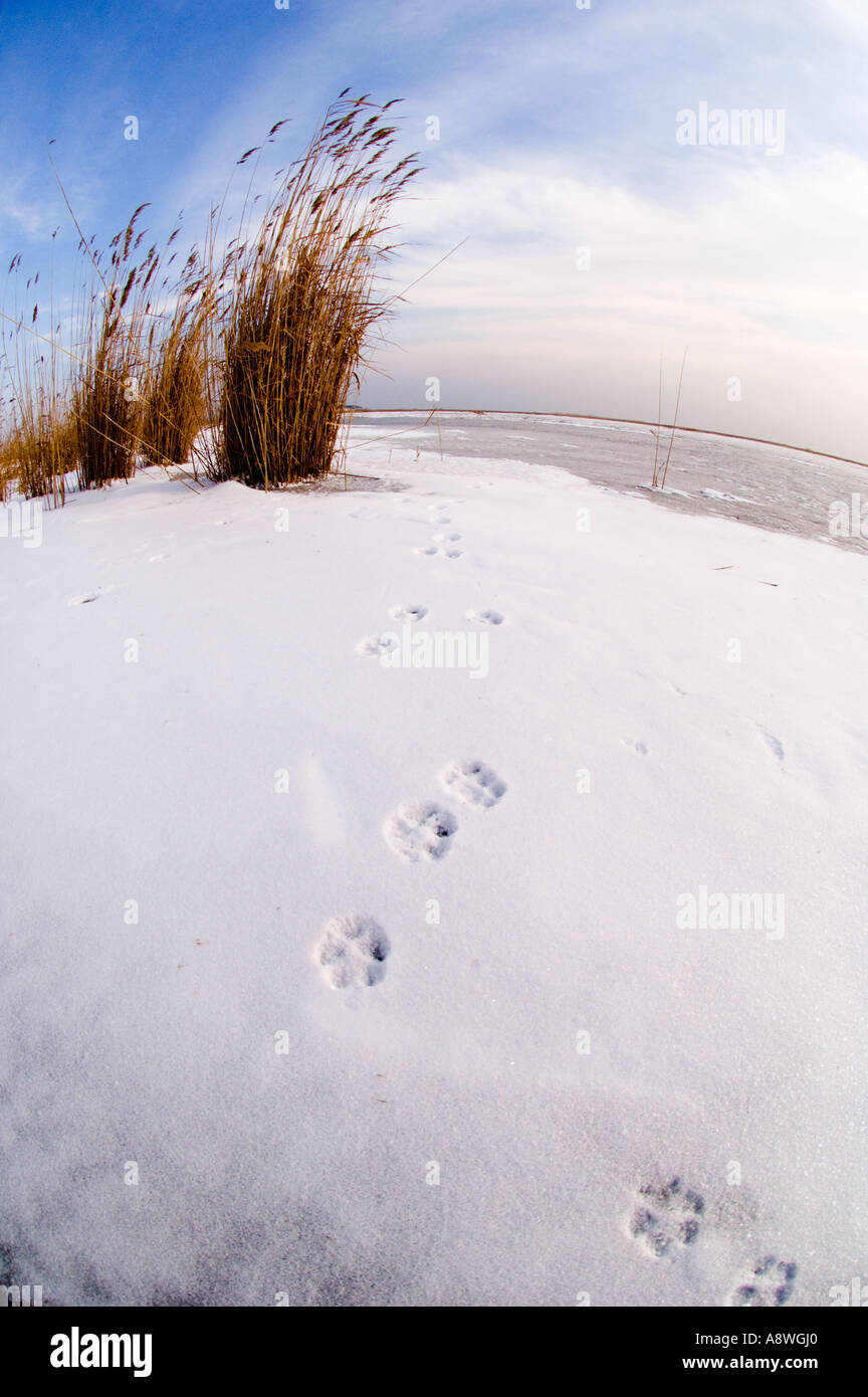 Tracks von Racoon Hund auf gefrorenen Durankulak-See, Bulgarien, winter Stockfoto