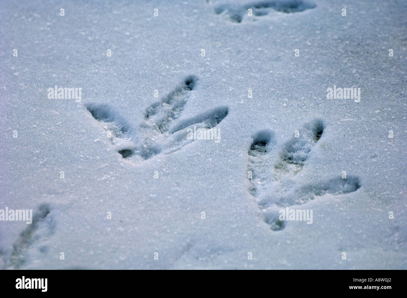 Blässhuhn, Fulica Atra, Fußspuren im Schnee UK winter Stockfoto