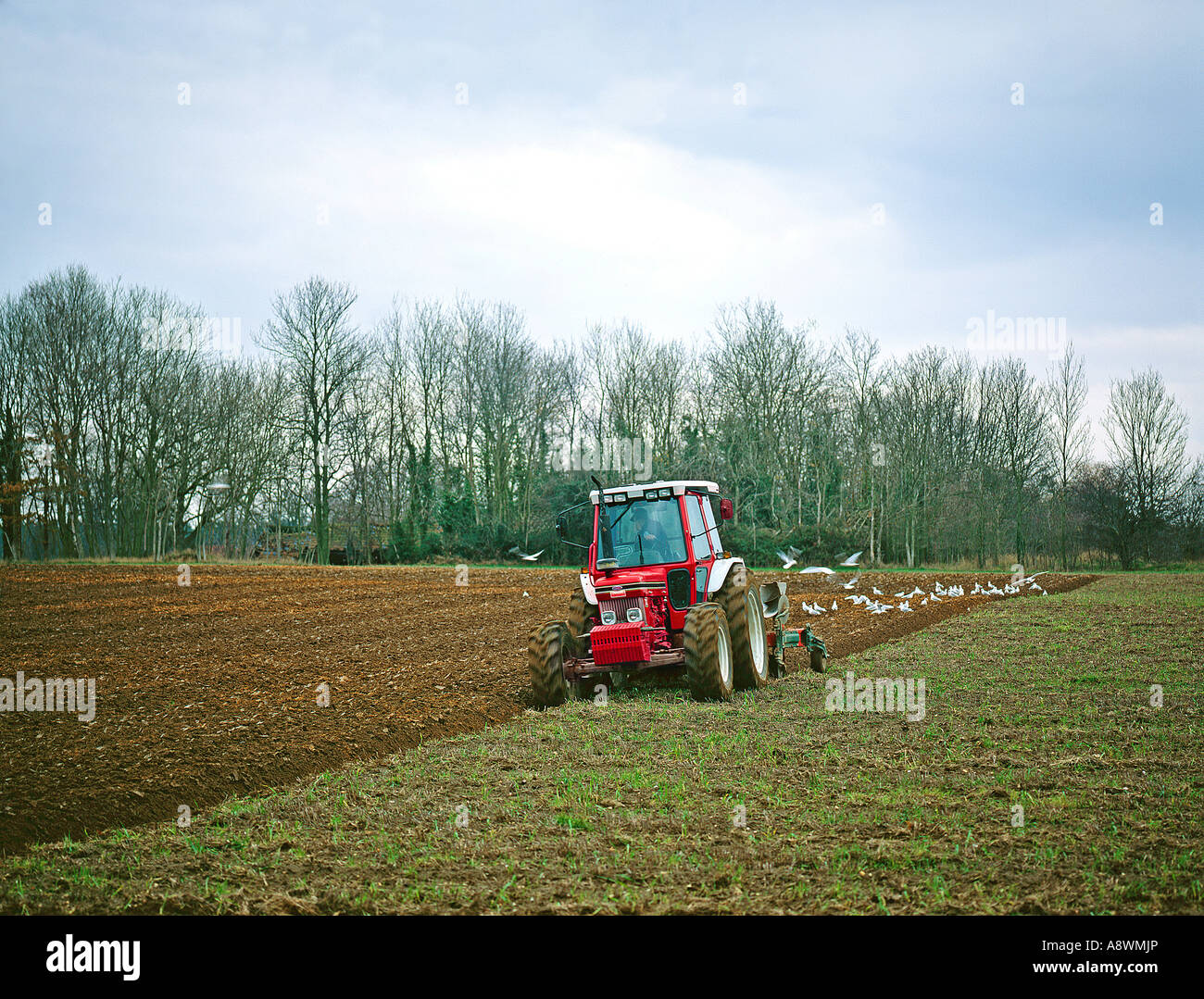 ROTER TRAKTOR PFLÜGEN EIN FELD IN NORFOLK, ENGLAND, VEREINIGTES KÖNIGREICH. Stockfoto