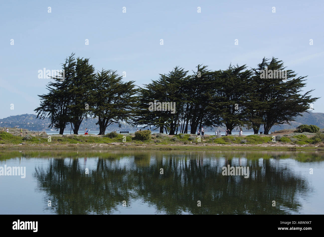 Baum-Reflexionen Stockfoto