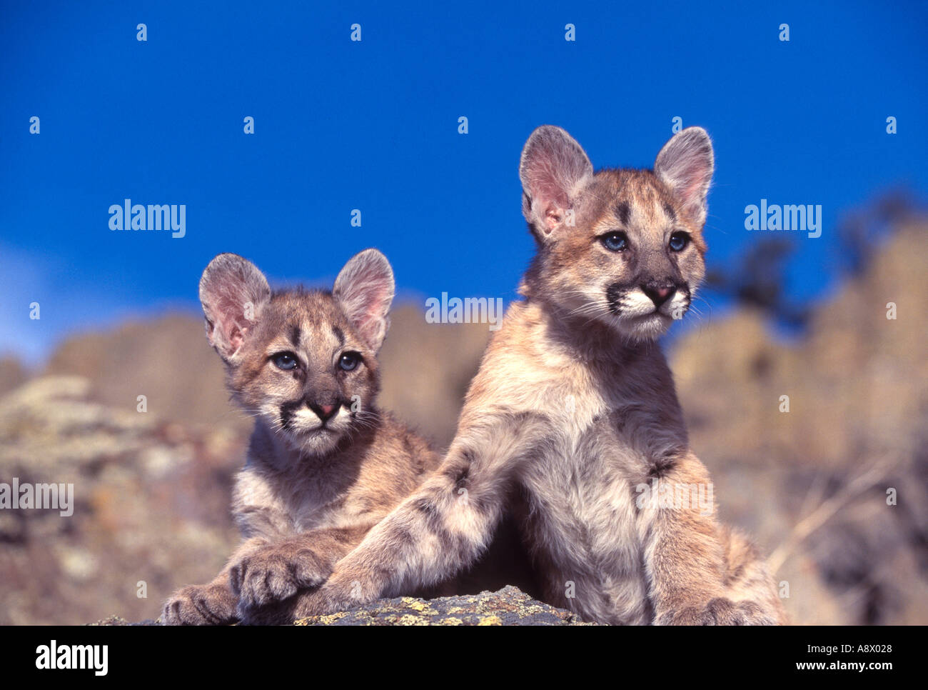 Cougar Kätzchen - Puma concolor Stockfoto