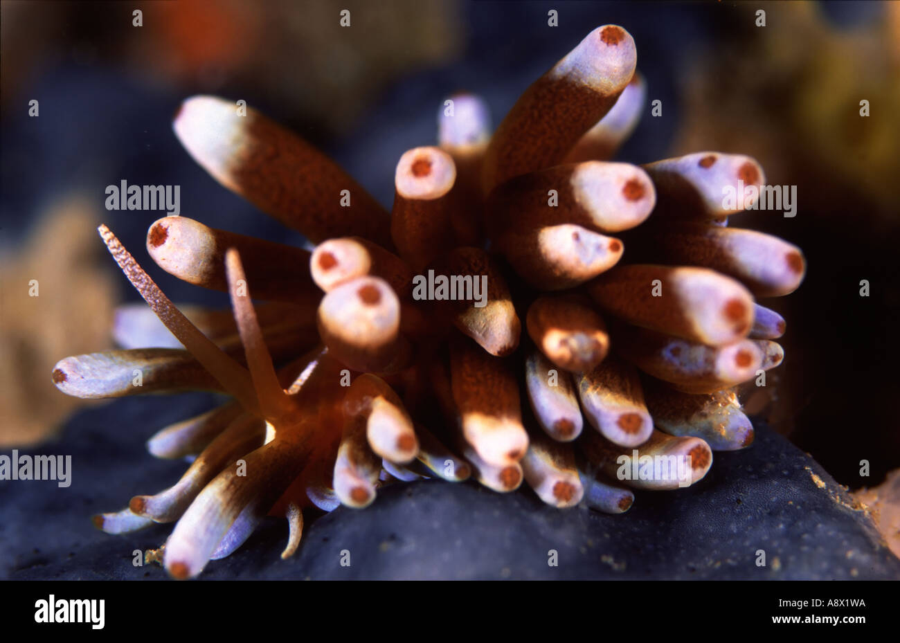 Phyllodesmium kabiranum Stockfoto