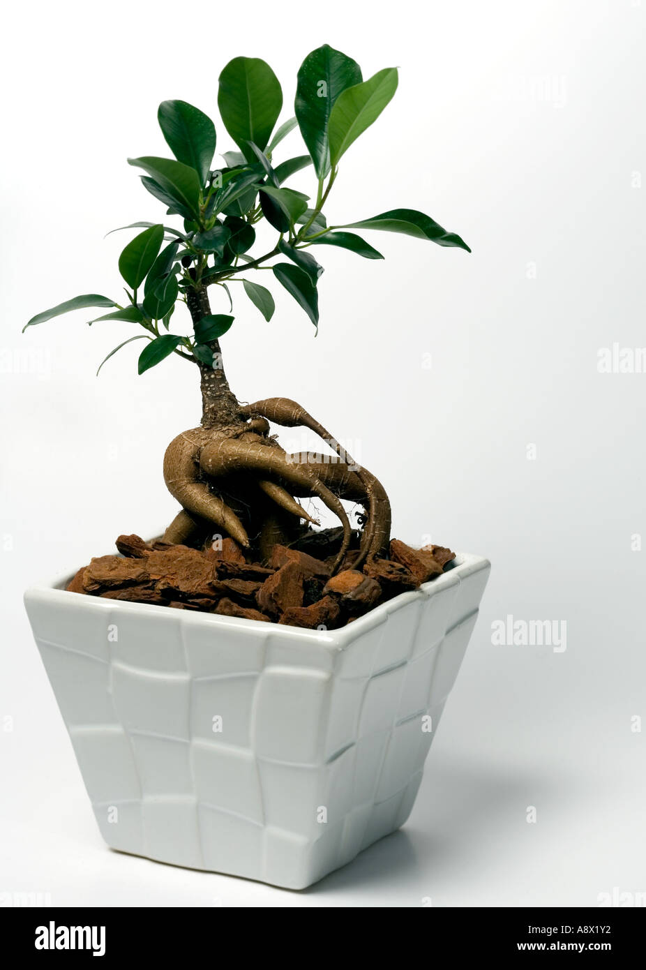 Ficus Ginseng (Ficus Retusa) Stockfoto